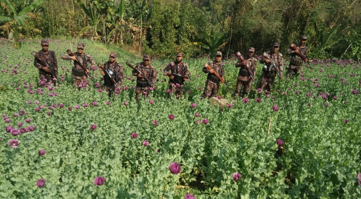 বান্দরবানে ৪৫ একর জমির পপি গাছ পোড়াল বিজিবি